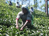 0602シンガンパティ農園訪問写真 091.jpg