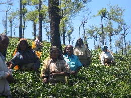 0602シンガンパティ農園訪問写真 096.jpg